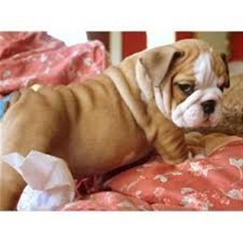 Super Adorable KC English Bulldog
