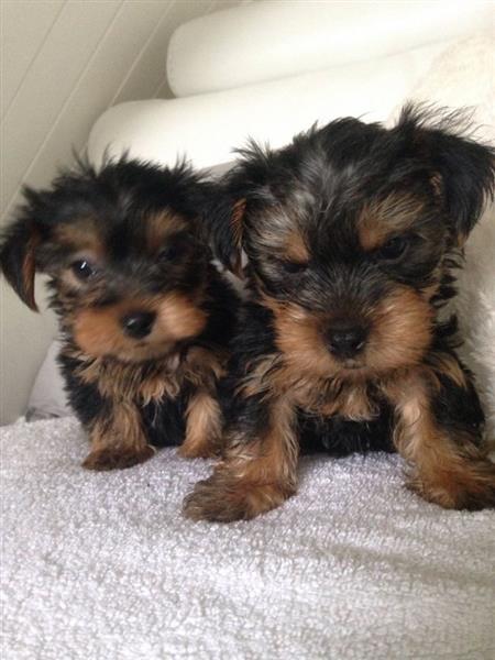 yorkie puppies now ready