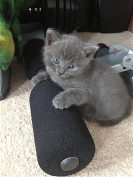 Russian blue Female and Male for for sale