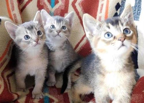 Cute Abyssinian kittens for sale