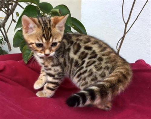 Begnal Kittens Tica Registered for sale