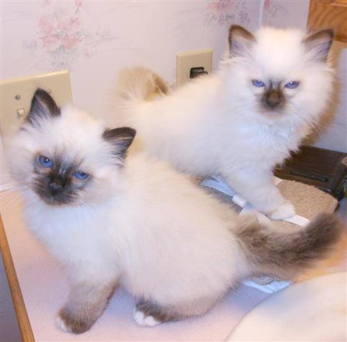 Birman Kittens for sale