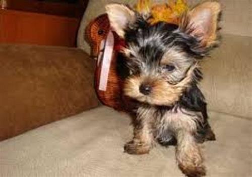 Teacup Yorkie Puppies for Re-homing