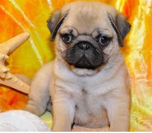 Gorgeous Pug Puppy For You