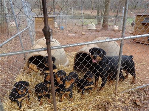Pure German Rotteiler Pups