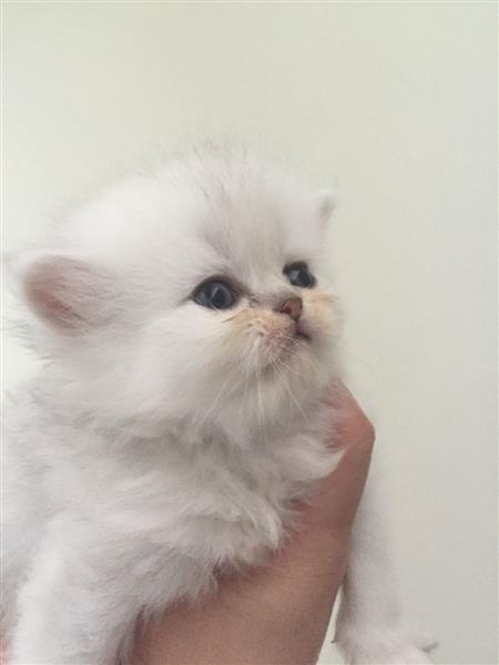 chinchilar persian kittens now ready