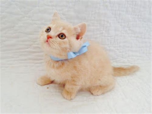 crema british shorthair kittens