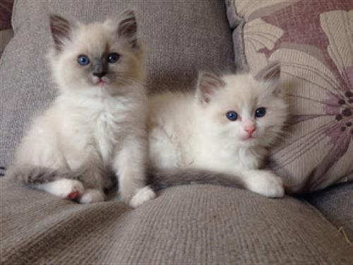 ragdoll kittens looking for new homes