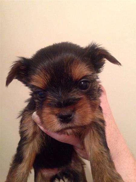 yorkie puppies now ready at a good price