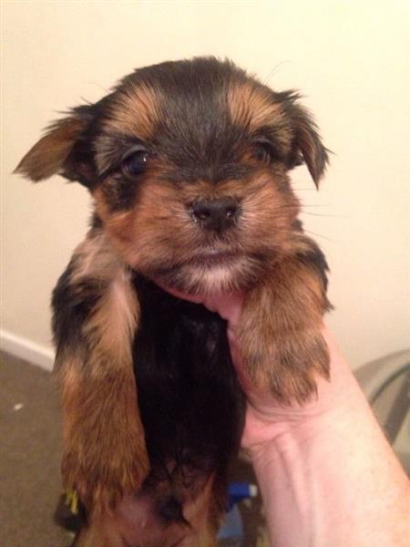yorkie puppies now ready for sale