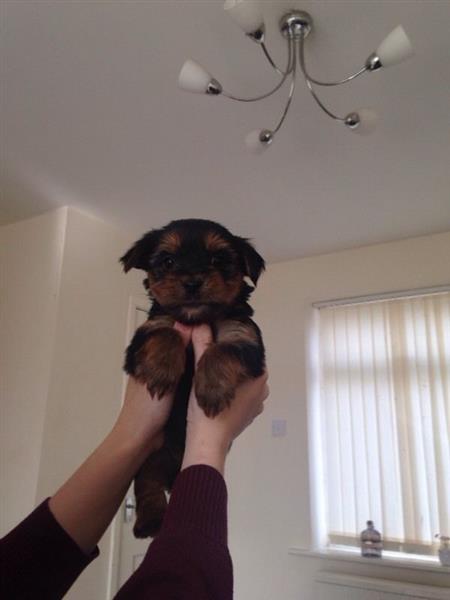 yorkie puppies now ready for sale