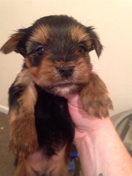 yorkie puppies now ready for sale