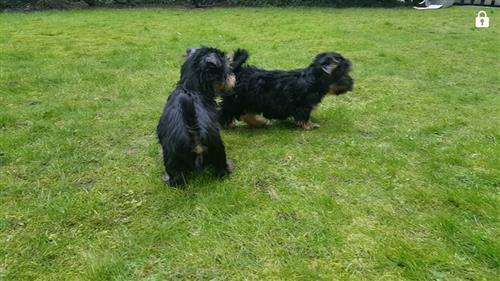 yorkie puppies now ready for sale
