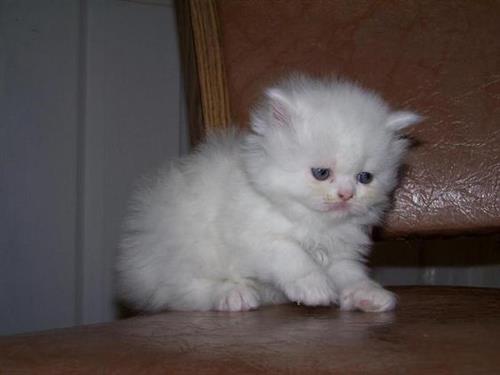 Beautiful Pure Bred Persian Kitten for sale