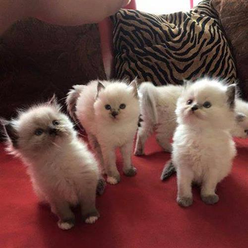 Stunning Ragdoll Kittens For Adoption