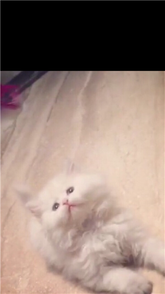 قط شيرازي امريكي ذكر العمر ٣ شهور