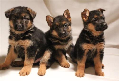 رائع، الراعي الألماني، الجرو، لأجل مبيع