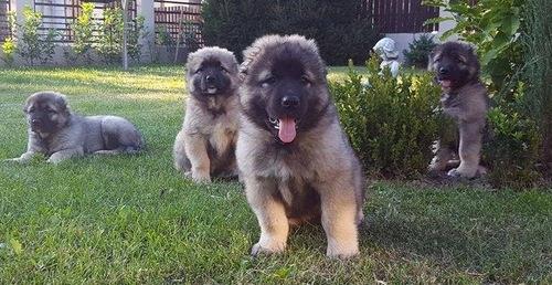 Lovely MF Caucasian Shepherd Puppies  For Sale NOW