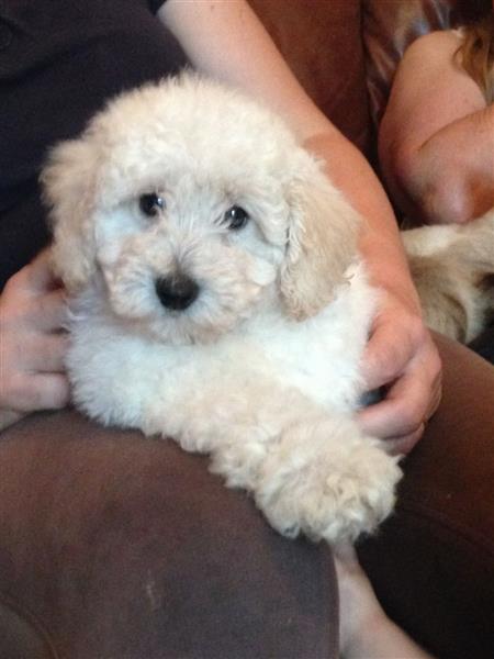 Stunning Poodle Puppies