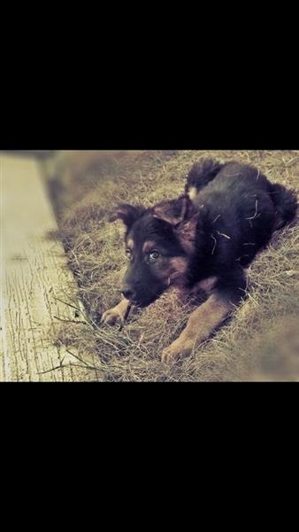 جيرمان شابرد عمره 3 شهور للبيع لايفوتك