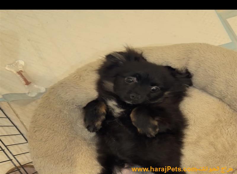 كلب بومرينيان