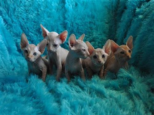 Cream Canadian Sphynx Wanting A Loving Home Available