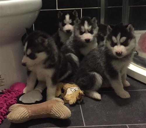 Siberian Huskies Ready For Forever homes