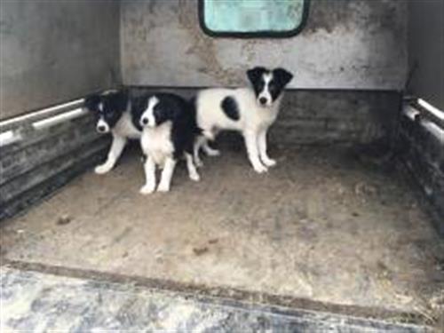 Border Collie Puppies