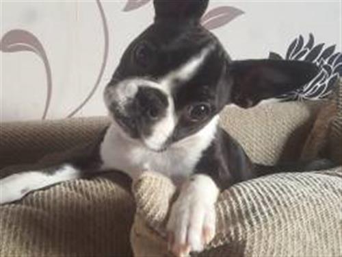 Boston Terrier