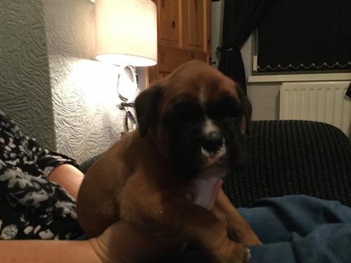 Boxer puppies