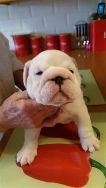 English Bulldog puppies