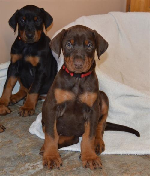 Male and female  Dobermannpuppies