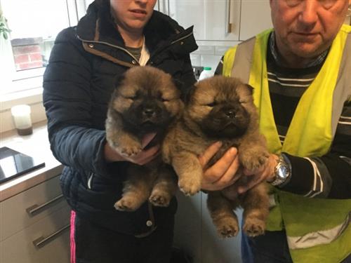 Chow Chow puppies
