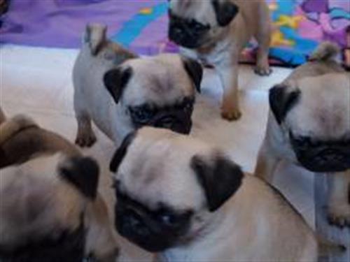 Pug puppies