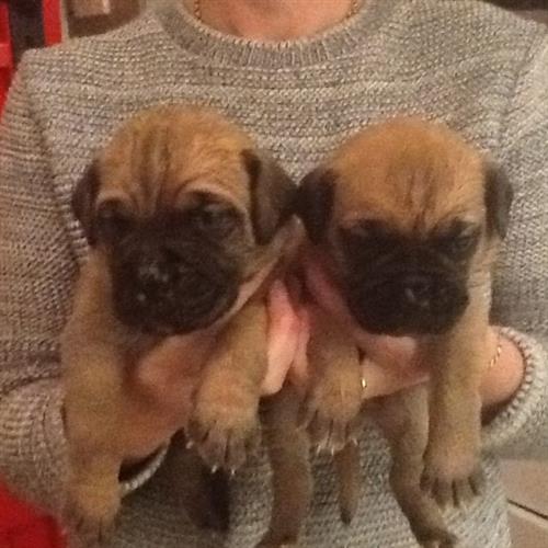 cute mastiff puppies