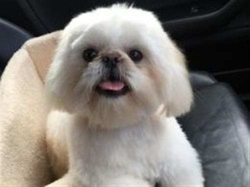 Stunning Maltese puppies