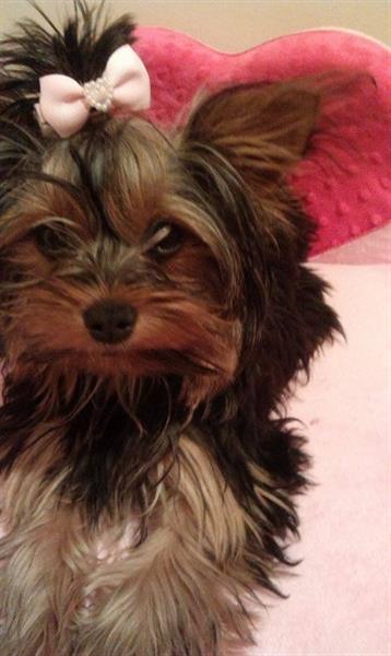 Yorkshire Terrier