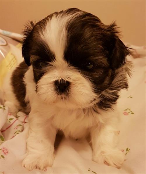 Shih Tzu puppies