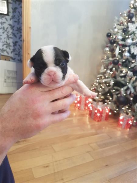 French Bulldog