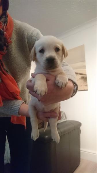 Golden Retriever male and females