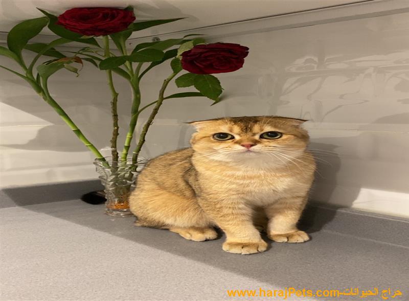 قط سكوتش ذكر للبيع - معقم - صحة ممتازة - معه اغراضه