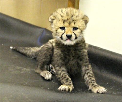 Well Tamed Cheetah and Tiger cubs for sale
