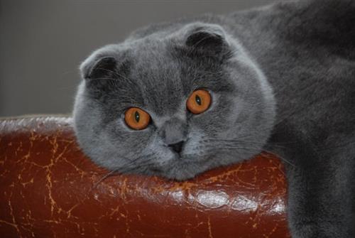 جميع أنواع القطط