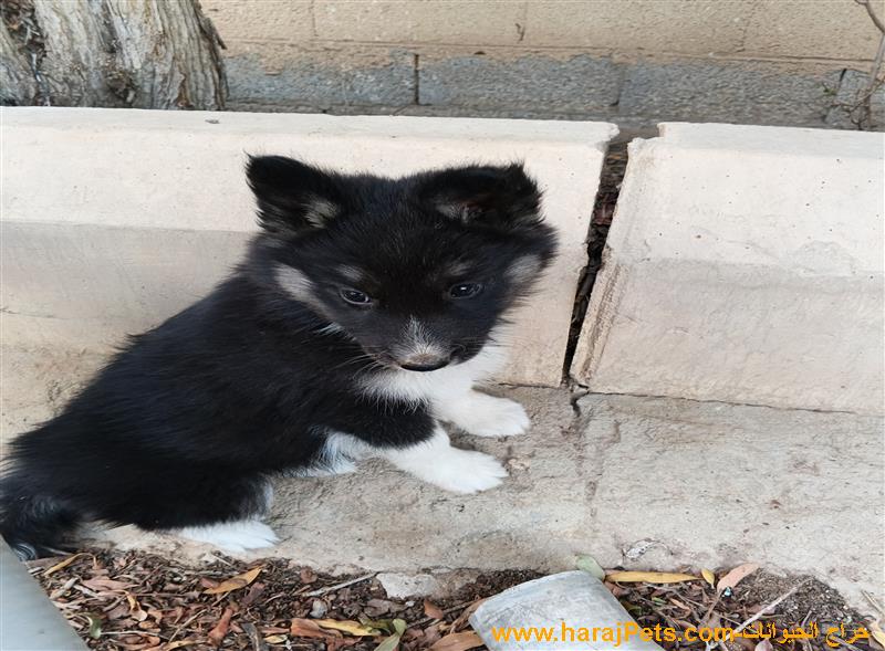 : جرو (ذكر) ميكس بوردير كولي - ذكاء عالي وفراء