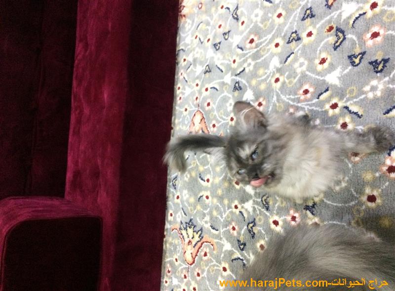 قطة صغيرة للبيع أنثى