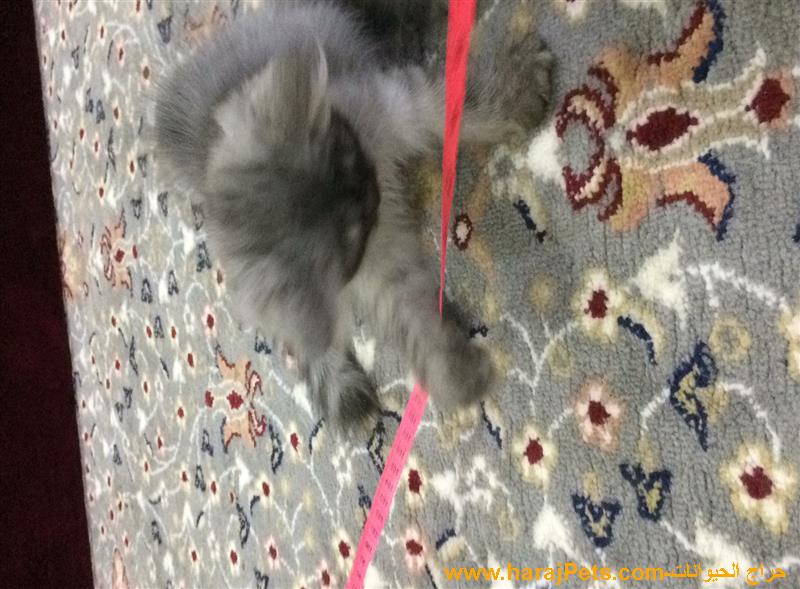 للبيع قط صغير ذكر