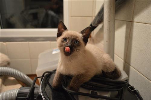 Siamese Kittens