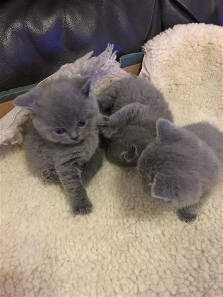 British Shorthair Kittens For Sale