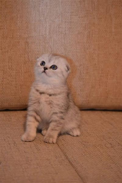 Gorgeous Scottish Fold kittens