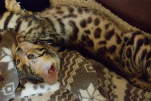 Excellent tamed serval and bengal cats
